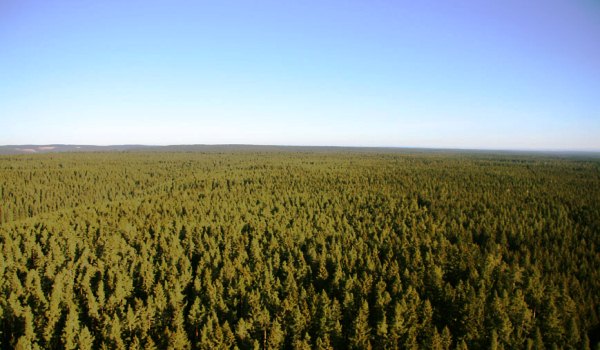 600×350 Ballon Schwarzwald