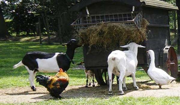 600×350 NL Zwiesenborg Dieren
