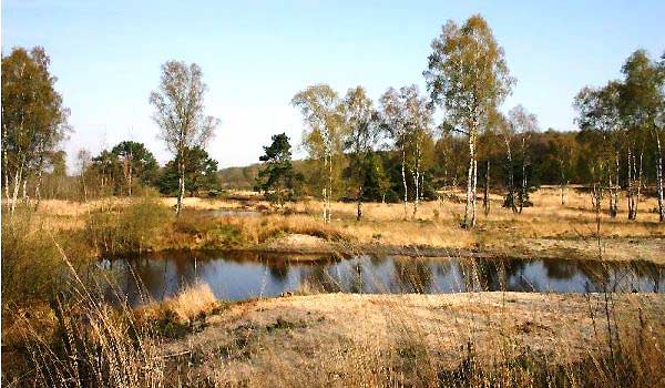 600×350-Boshotel-natuur Geniet samen met de hond van de prachtige natuur van uit uw rolstoel of scootmobiel