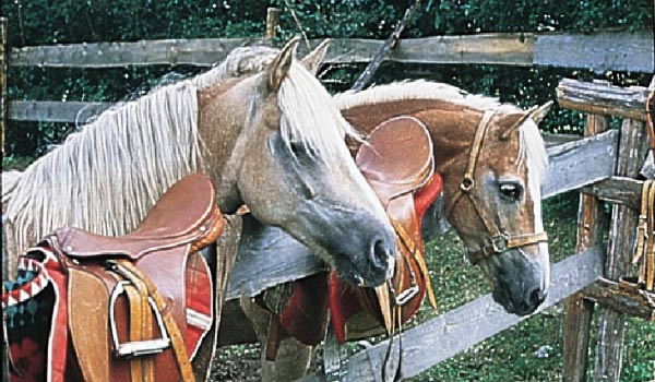 600×350-AT-Pferdealmpferdehof.jpg