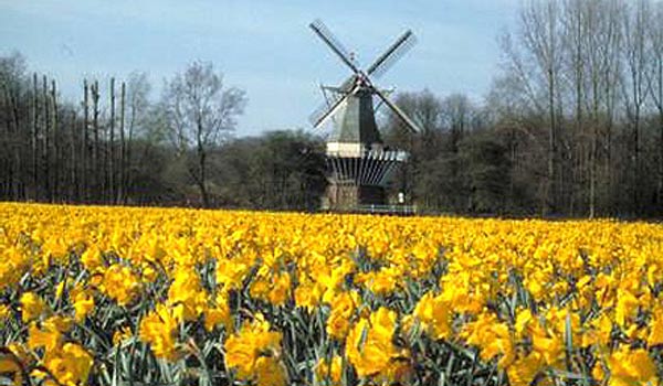 600×350-molen-veld.jpg