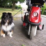 De hond mee op vakantie naast scootmobiel